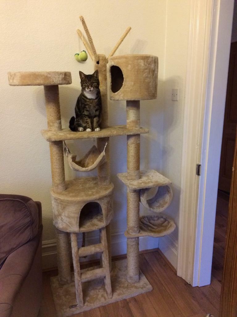 apple ridge german shepherds